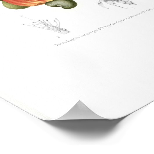 Cashew Poster (Ecke)