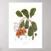 Cashew Poster (Vorne)