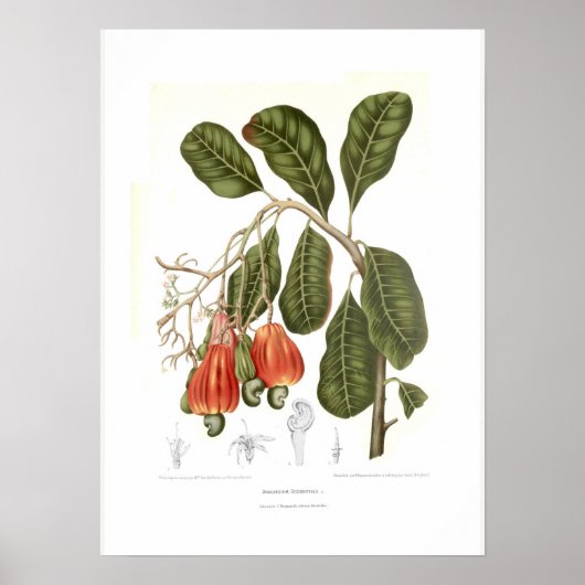 Cashew Poster (Vorne)
