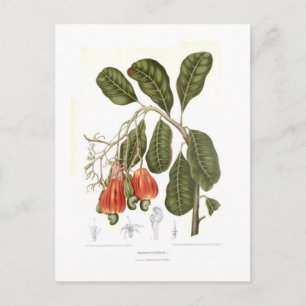 Cashew Postkarte