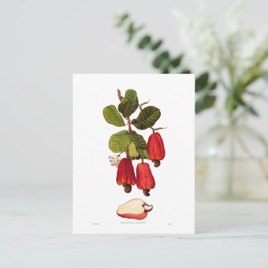 Cashew Postkarte (Stehend Vorderseite)