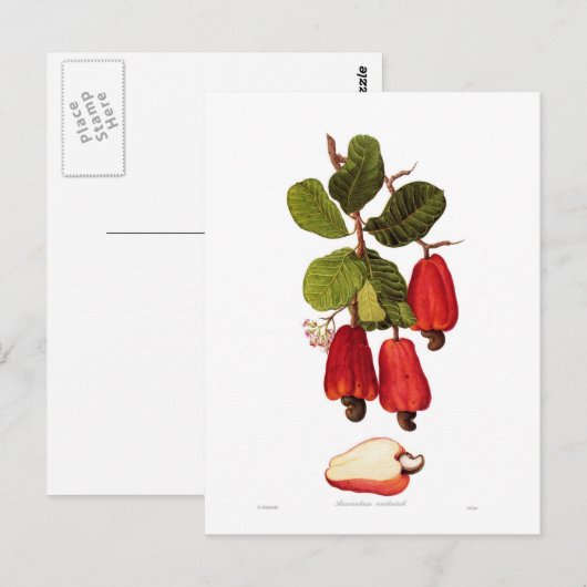 Cashew Postkarte (Vorne/Hinten)
