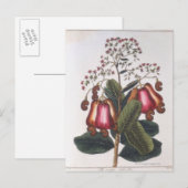 Cashewnuss Postkarte (Vorne/Hinten)