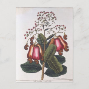 Cashewnuss Postkarte