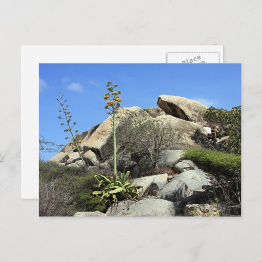 Cashibara Postkarte (Vorne/Hinten)