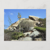 Cashibara Postkarte (Vorderseite)