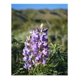Casper Mountain Lupine - Casper WY Fotodruck