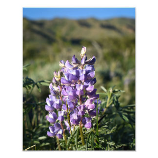 Casper Mountain Lupine - Casper WY Fotodruck