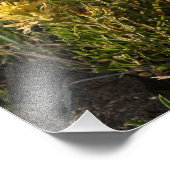 Casper Mountain Yellow Paintbrush - Casper WY Fotodruck (Ecke)