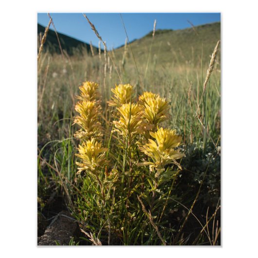 Casper Mountain Yellow Paintbrush - Casper WY Fotodruck (Vorne)