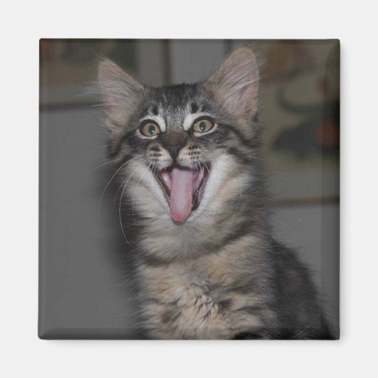 Caspian Yawning Kitten Magnet (Vorne)