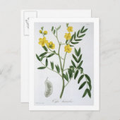 Cassia von "Phytographie Medicale" von Joseph Roqu Postkarte (Vorne/Hinten)
