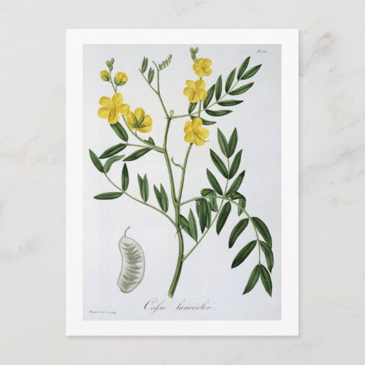Cassia von "Phytographie Medicale" von Joseph Roqu Postkarte (Vorderseite)