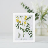 Cassia von "Phytographie Medicale" von Joseph Roqu Postkarte (Stehend Vorderseite)