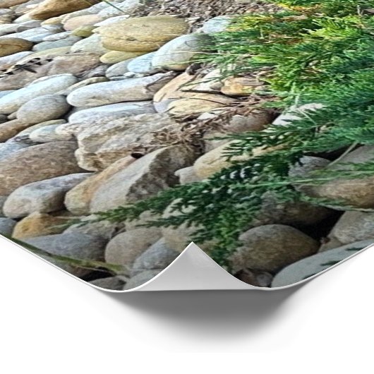 Cassian Fountain Grass & Juniper, Poster (Ecke)