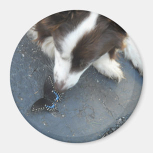 Cassie u. der Schmetterling Magnet
