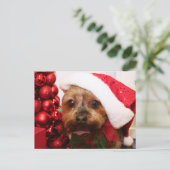 Cassie - Yorkshire Terrier - Scharr Postkarte (Stehend Vorderseite)