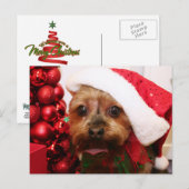 Cassie - Yorkshire Terrier - Scharr Postkarte (Vorne/Hinten)
