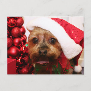 Cassie - Yorkshire Terrier - Scharr Postkarte