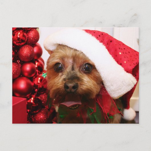 Cassie - Yorkshire Terrier - Scharr Postkarte (Vorderseite)