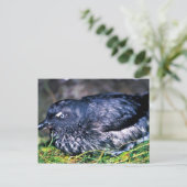 Cassins Auklet Postkarte (Stehend Vorderseite)
