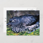 Cassins Auklet Postkarte (Vorne/Hinten)