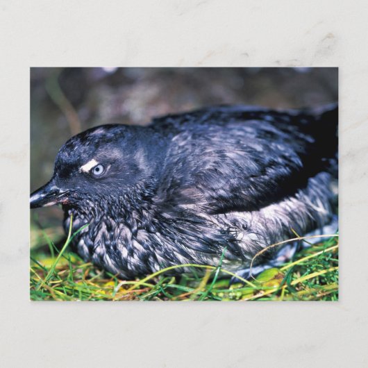 Cassins Auklet Postkarte (Vorderseite)