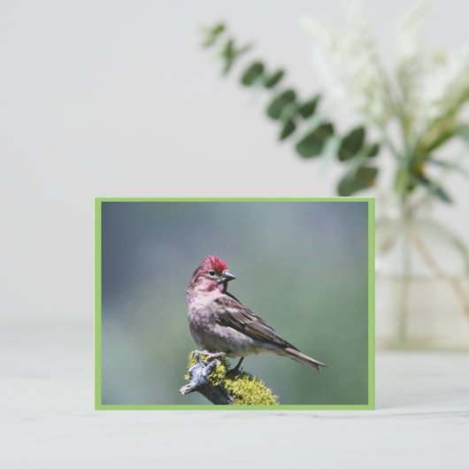 Cassin's Finch Postkarte (Stehend Vorderseite)