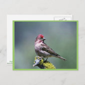 Cassin's Finch Postkarte (Vorne/Hinten)