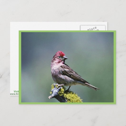 Cassin's Finch Postkarte (Vorne/Hinten)
