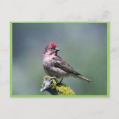 Cassin's Finch Postkarte (Vorderseite)