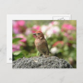 Cassins Finch-Postkarte Postkarte (Vorne/Hinten)