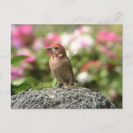 Cassins Finch-Postkarte Postkarte (Vorderseite)