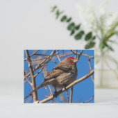 Cassins Finch-Postkarte Postkarte (Stehend Vorderseite)