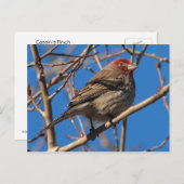 Cassins Finch-Postkarte Postkarte (Vorne/Hinten)