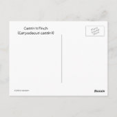 Cassins Finch-Postkarte Postkarte (Rückseite)