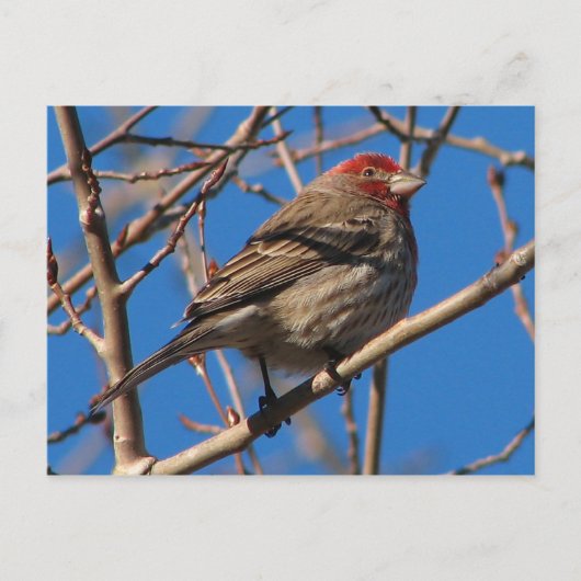 Cassins Finch-Postkarte Postkarte (Vorderseite)