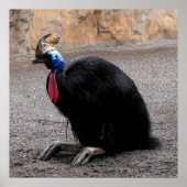 Cassowary im Frühling Poster (Vorne)