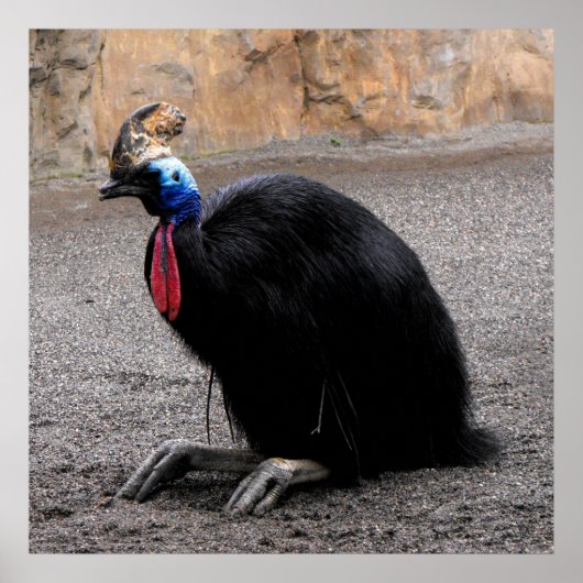 Cassowary im Frühling Poster (Vorne)