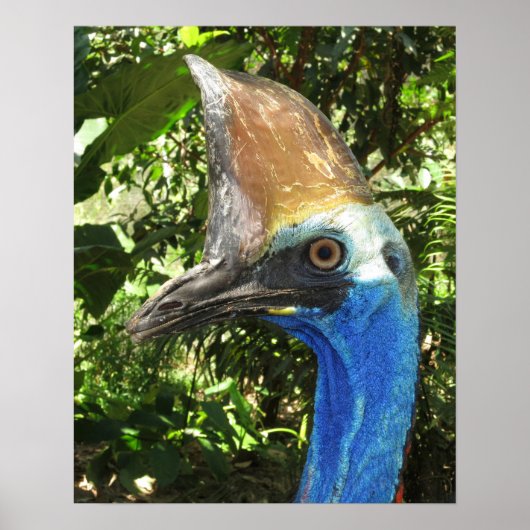 Cassowary Portrait Poster (Vorne)
