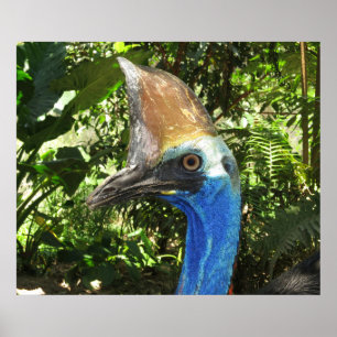 Cassowary Portrait Poster