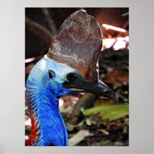 Cassowary Poster