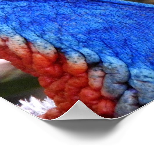 Cassowary Poster (Ecke)