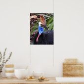 Cassowary Poster (Küche)