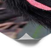 Cassowary Poster (Ecke)