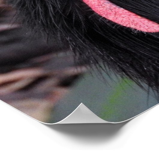 Cassowary Poster (Ecke)