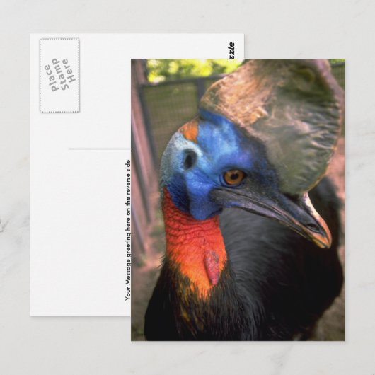 Cassowary Postkarte (Vorne/Hinten)