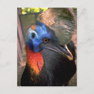 Cassowary Postkarte