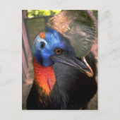 Cassowary Postkarte (Vorderseite)