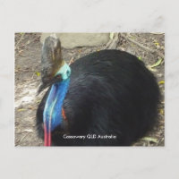 Cassowary QLD Australien